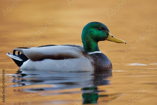 Vibrant Mallard Duck on Golden Lake