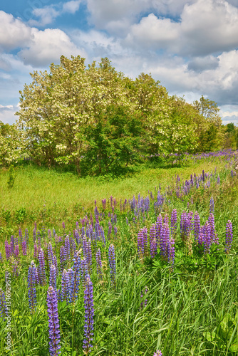 Wallpaper Mural Field of Lupines in Sunlight Torontodigital.ca