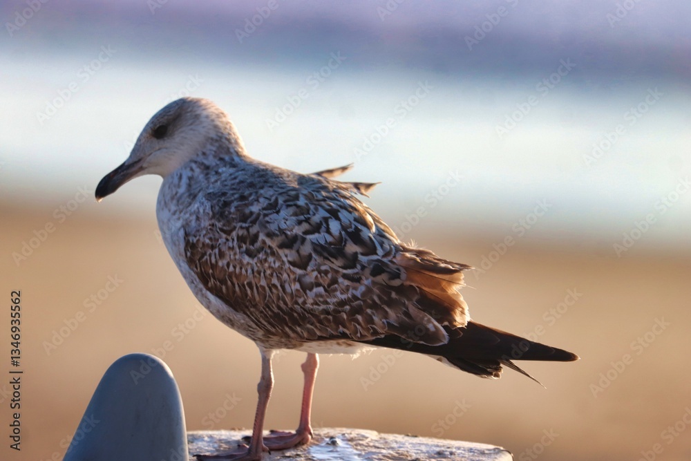 Obraz premium Essaouira, Morocco
