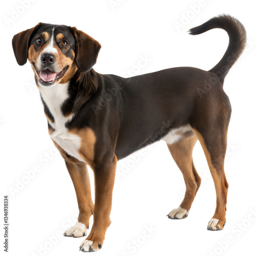 Entlebucher Mountain Dog AI Generated Image photo