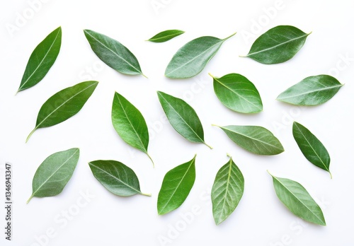 A Collection of Fresh and Vibrant Green Leaves Spread on a White Background for Natural and Organic Design Concepts