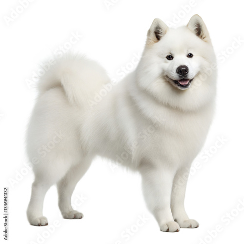 Wallpaper Mural Eskimo Dog AI Generated Image Torontodigital.ca