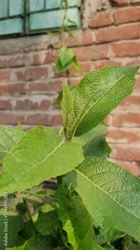 small tree growth in nature