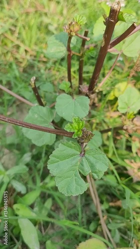 small tree growth in nature
