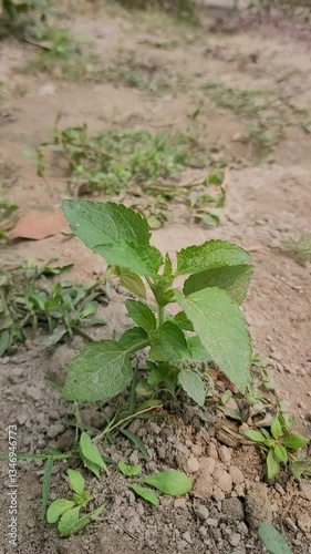 small tree growth in nature