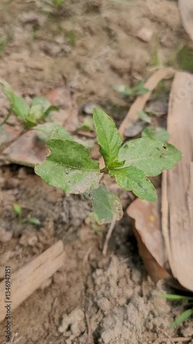 small tree growth in nature