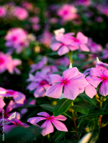 Purple Madagascar Periwinkle flower in garden.