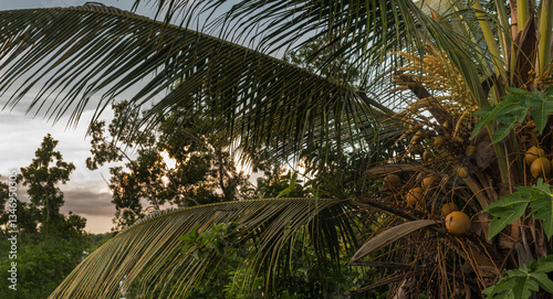 Photos Gros plan sur un cocotier sa feuille de palmier par un coucher de soleil et de la végétation à l'arrière plan