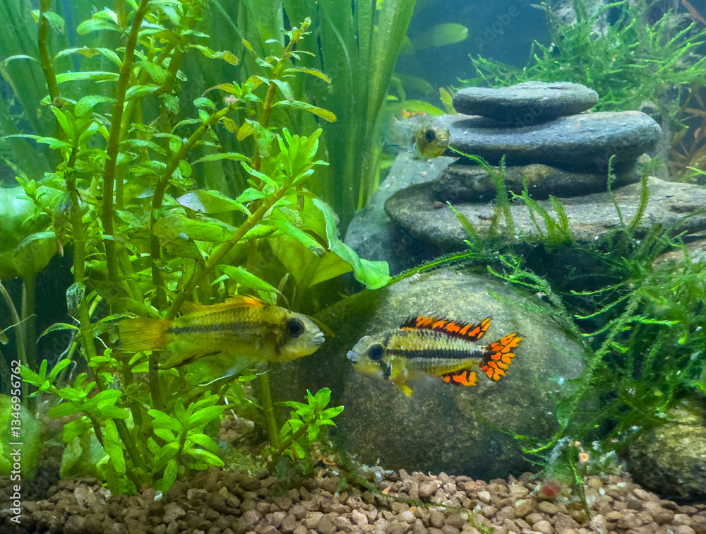 tropical fish red Apistogramma cacatuoides, cockatoo dwarf cichlid in aquarium