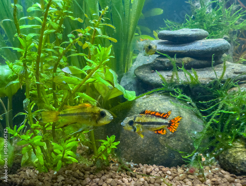 Obraz na płótnie tropical fish red Apistogramma cacatuoides, cockatoo dwarf cichlid in aquarium w salonie