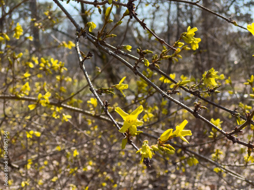 Obraz na płótnie Yellow forsythia flowers in spring w salonie