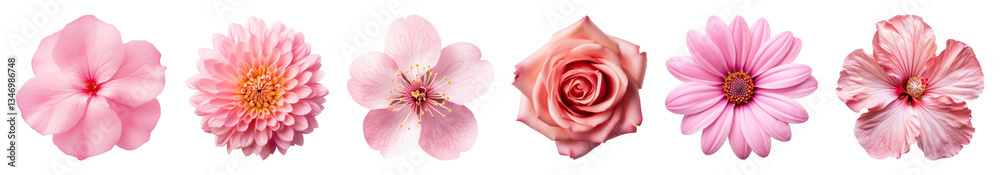 PNG Pink floral beauty collection, element set on transparent background PNG Pink floral beauty collection, element set on transparent background