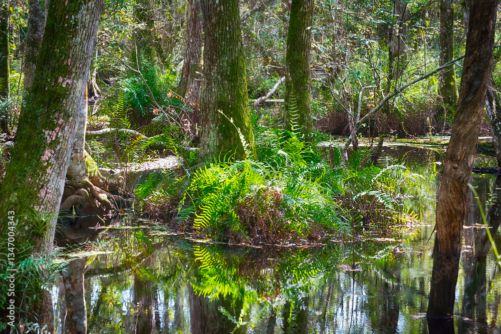 Swamp landscape Swamp landscape