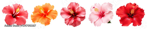 PNG Vibrant tropical hibiscus flowers, element set on transparent background