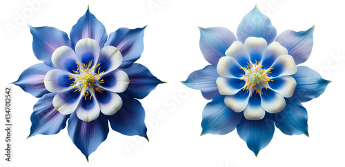 Aquilegia – Bluebird Columbine Flower Top View on Transparent Background 