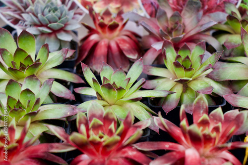 Hens And Chicks Perennial Plant Gardening