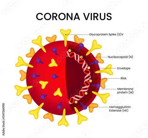 Corona Virus Structure and Components