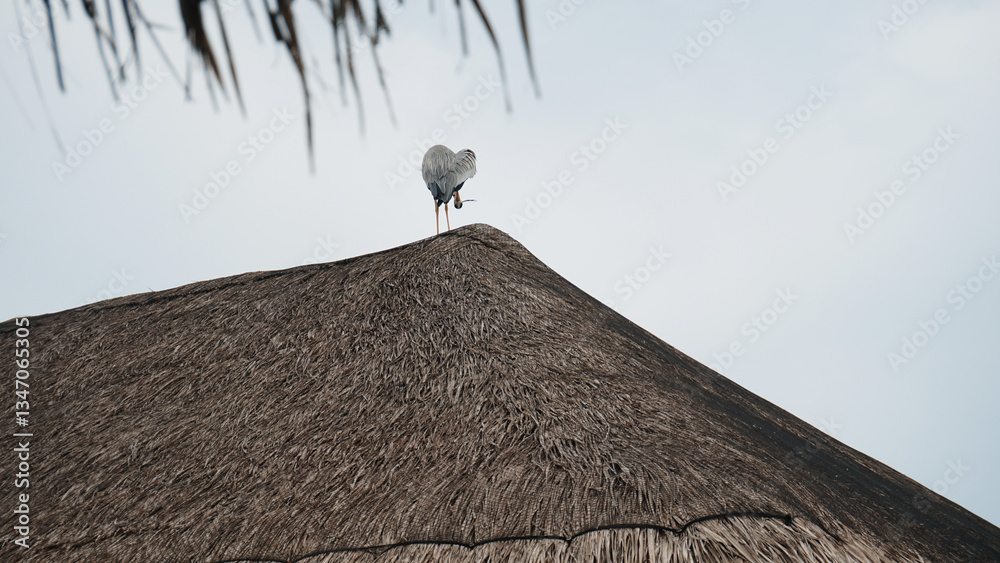Grey heron standing gracefully on the peak of a thatched roof, preening its feathers against a soft, pale sky, embodying tranquility and the beauty of wildlife in nature