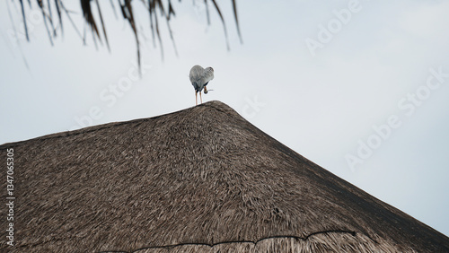 Obraz na płótnie Grey heron standing gracefully on the peak of a thatched roof, preening its feathers against a soft, pale sky, embodying tranquility and the beauty of wildlife in nature w salonie