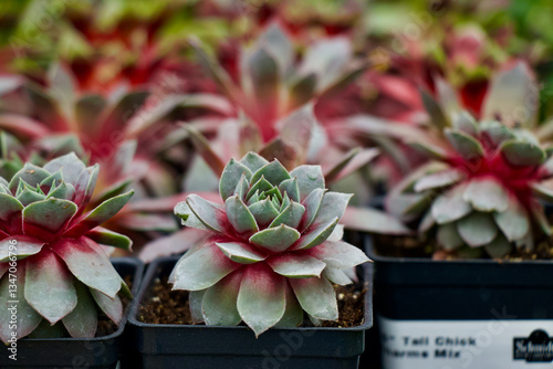 Hens And Chicks Perennial Plant Gardening