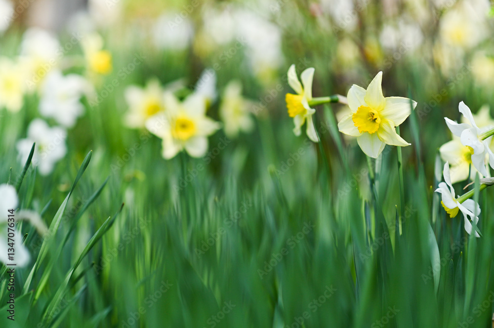 Narcissus flowers against spring background In green grass, symbolizing renewal and fresh beginnings. narcissus represents beauty of spring, highlighting vibrant colors and delicate petals Narcissus flowers against spring background In green grass, symbolizing renewal and fresh beginnings. narcissus represents beauty of spring, highlighting vibrant colors and delicate petals
