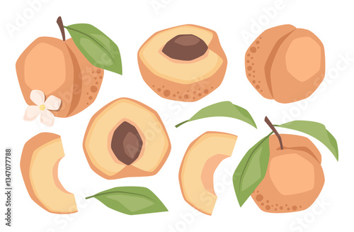 Vector isolated set of peaches, whole, half and slices
