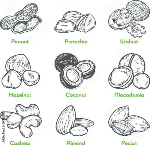Nuts set collection hazelnut, almond, walnut, peanut, coconut, pecan, pistachio, cashew macadamia seeds milk, butter food oil ingredient