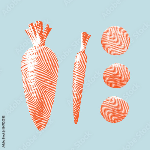 Carrot illustration, line drawing on light blue background.