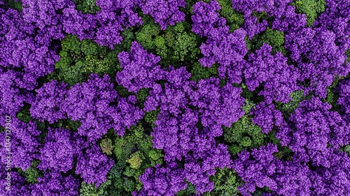 Vibrant Aerial View of Dense Purple and Green Foliage in Nature