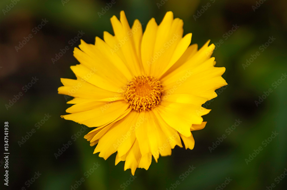 Obraz premium portrait of a yellow coreopsis flower