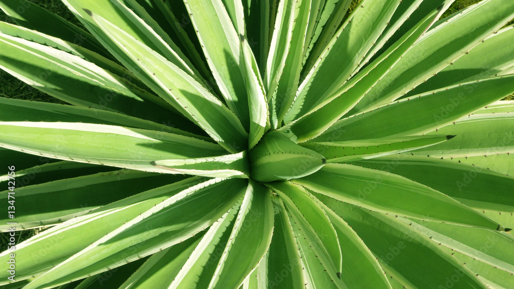 Fototapeta premium Beautiful leaves of garden plants shines in the sunlight