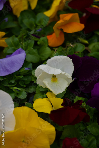 White Pansy Flower 