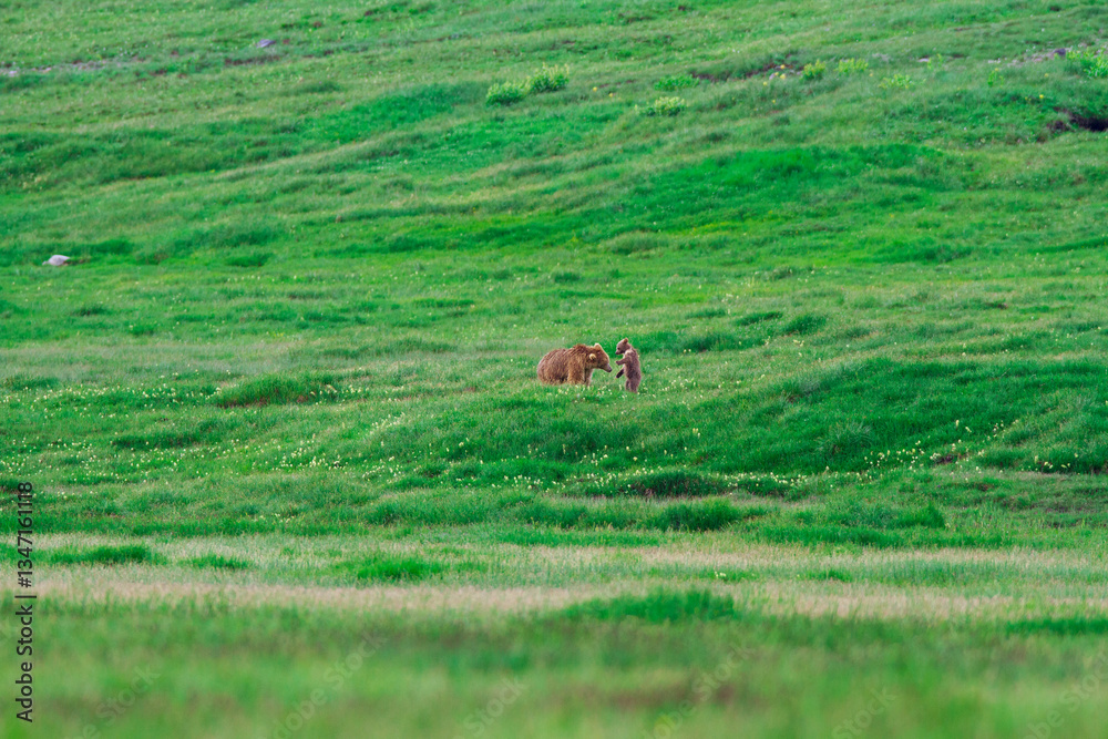 Naklejka premium The brown bear of Seosai, The brown mother bear of Deosai with her cub wandering in Deosai National Park, Skurdu, Pakistan