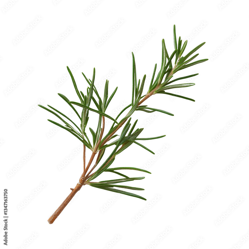 Fototapeta premium A green leafy plant with a thin stem. The stem is brown and the leaf is green