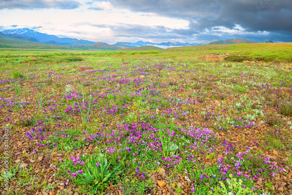 Obraz premium Flowering at Deosai National Park, Pakistan