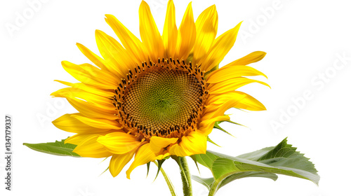 Gorgeous golden sunflower isolated on transparent background, detailed photo, png 