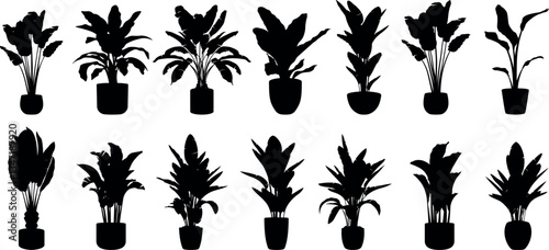 Potted ornamental banana tree silhouette vector illustration set