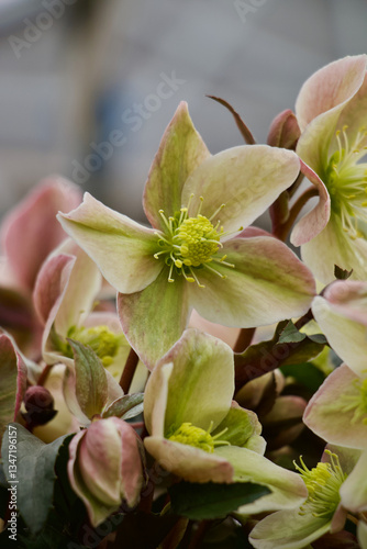 White Hellebores Flower 
