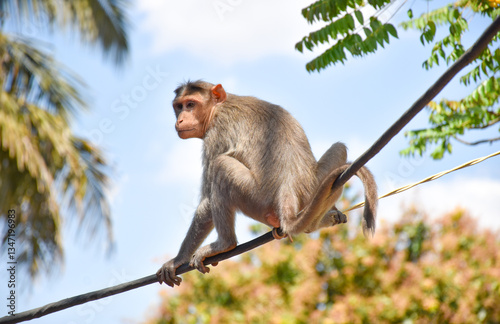Monkey sitting on a cable