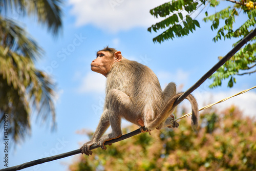 Ape on a power cable