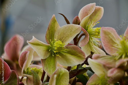 White Hellebores Flower 