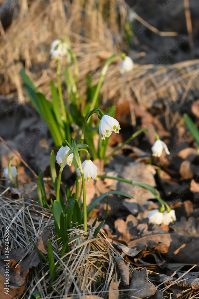 snowdrops in the snow snowdrops in the snow