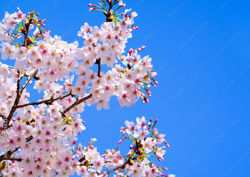 closeup photo of white spring cherry blossom on branch closeup photo of white spring cherry blossom on branch