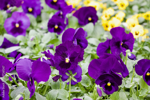 Purple Pansy Flower 
