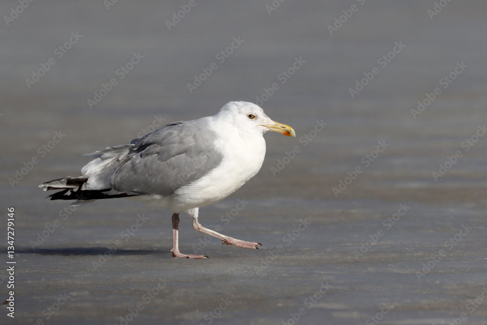 Fototapeta premium Herring gull