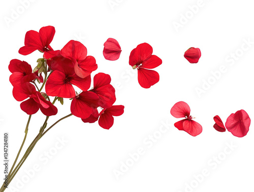 A bouquet of red flowers with a white background. The flowers are scattered in the air, creating a sense of movement and life. The image conveys a feeling of beauty and freshness