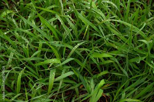 Close-up of fresh green grass leaves adorned with shimmering dewdrops on a tranquil early morning.