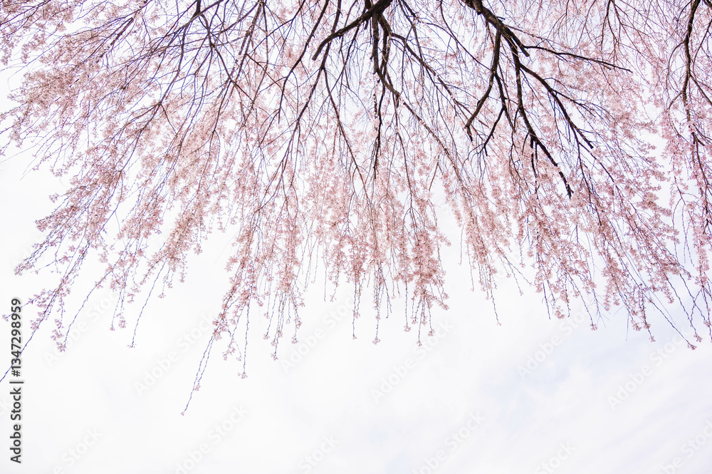 Obraz premium 枝垂れ桜
