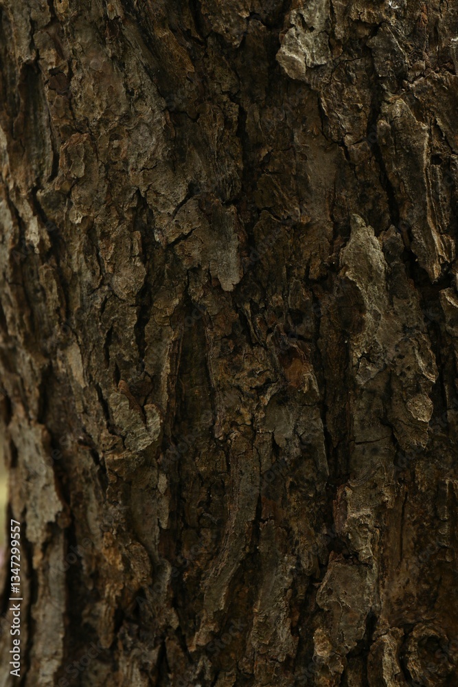 Tree bark background, close up view Tree bark background, close up view