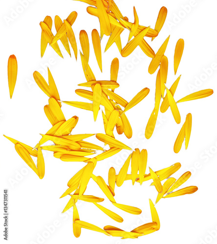 Yellow chrysanthemum flower petals isolated on white background